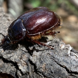 Dasygnathus sp. (genus) at Yarrow, NSW - 8 Feb 2022