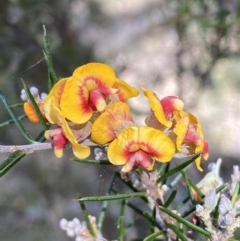 Dillwynia sieberi (Sieber's Parrot Pea) at Yarrow, NSW - 8 Feb 2022 by SteveBorkowskis