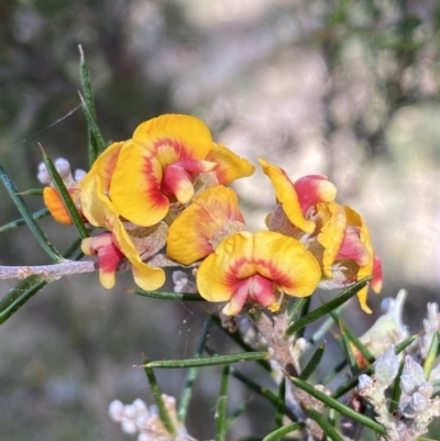 Dillwynia sieberi (Sieber's Parrot Pea) at Googong Foreshore - 8 Feb 2022 by Steve_Bok