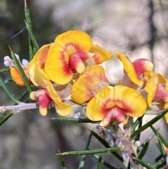 Dillwynia sieberi at Yarrow, NSW - 8 Feb 2022 11:13 AM