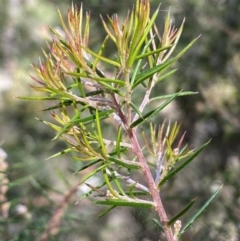 Dillwynia sieberi at Yarrow, NSW - 8 Feb 2022