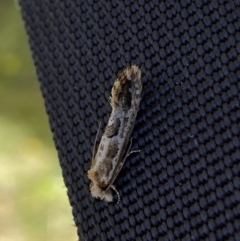 Moerarchis inconcisella (A tineid moth) at Yarrow, NSW - 8 Feb 2022 by Steve_Bok