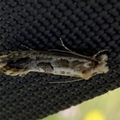 Moerarchis inconcisella at Yarrow, NSW - 8 Feb 2022