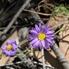 Brachyscome rigidula (Hairy Cut-leaf Daisy) at Googong Foreshore - 7 Feb 2022 by Steve_Bok