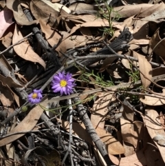 Brachyscome rigidula at Yarrow, NSW - 8 Feb 2022