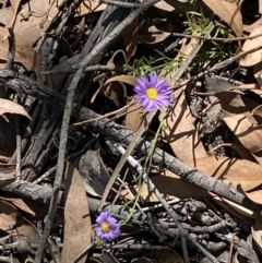 Brachyscome rigidula at Yarrow, NSW - 8 Feb 2022 10:46 AM