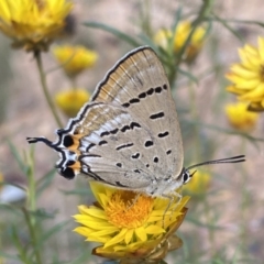 Jalmenus ictinus (Stencilled Hairstreak) at Googong Foreshore - 7 Feb 2022 by Steve_Bok