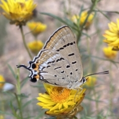 Jalmenus ictinus at Yarrow, NSW - 8 Feb 2022 10:34 AM