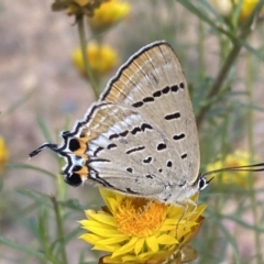 Jalmenus ictinus at Yarrow, NSW - 8 Feb 2022 10:34 AM