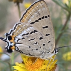 Jalmenus ictinus at Yarrow, NSW - 8 Feb 2022 10:34 AM