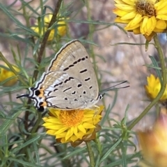 Jalmenus ictinus at Yarrow, NSW - 8 Feb 2022 10:34 AM