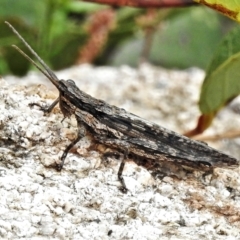 Coryphistes ruricola (Bark-mimicking Grasshopper) at Tennent, ACT - 7 Feb 2022 by JohnBundock