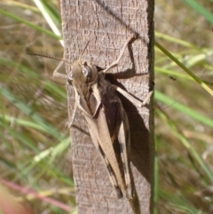 Gastrimargus musicus at Murrumbateman, NSW - 8 Feb 2022 04:26 PM