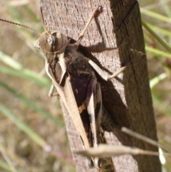 Gastrimargus musicus at Murrumbateman, NSW - 8 Feb 2022 04:26 PM