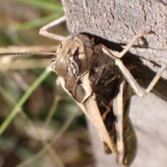 Gastrimargus musicus at Murrumbateman, NSW - 8 Feb 2022 04:26 PM