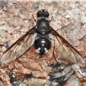 Thraxan sp. (genus) at Tennent, ACT - 7 Feb 2022