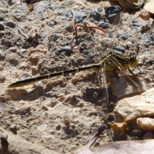 Austrogomphus guerini at Googong Foreshore - 8 Feb 2022 10:21 AM