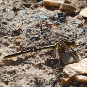 Austrogomphus guerini at Googong Foreshore - 8 Feb 2022 10:21 AM