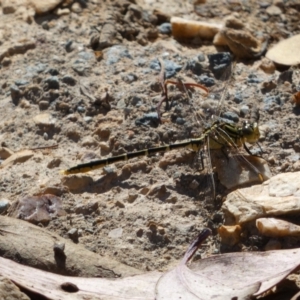 Austrogomphus guerini at Googong Foreshore - 8 Feb 2022 10:21 AM