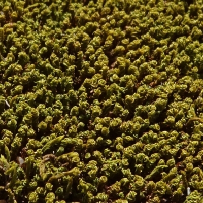 Unidentified Moss, Liverwort or Hornwort at Molonglo Valley, ACT - 19 Sep 2020 by JanetRussell