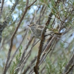 Acanthiza pusilla (Brown Thornbill) at Googong Foreshore - 7 Feb 2022 by Steve_Bok