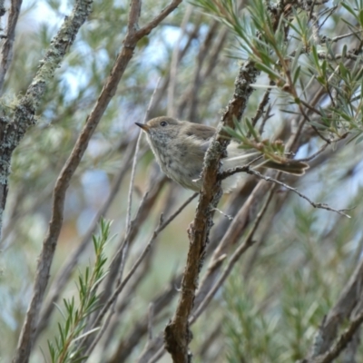 Acanthiza pusilla (Brown Thornbill) at Googong Foreshore - 7 Feb 2022 by Steve_Bok