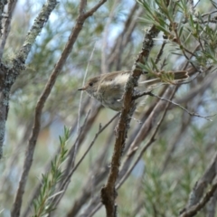 Acanthiza pusilla at Yarrow, NSW - 8 Feb 2022