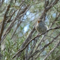 Acanthiza pusilla at Yarrow, NSW - 8 Feb 2022