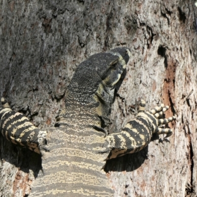 Varanus varius (Lace Monitor) at Rugosa - 8 Feb 2022 by SenexRugosus