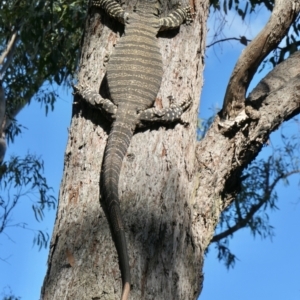 Varanus varius at Yass River, NSW - 8 Feb 2022