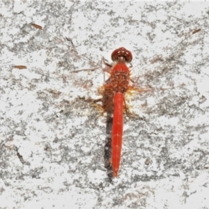 Diplacodes haematodes at Namadgi National Park - 7 Feb 2022