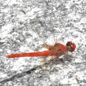 Diplacodes haematodes at Namadgi National Park - 7 Feb 2022