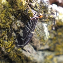 Porismus strigatus (Pied Lacewing) at Googong Foreshore - 8 Feb 2022 by Steve_Bok