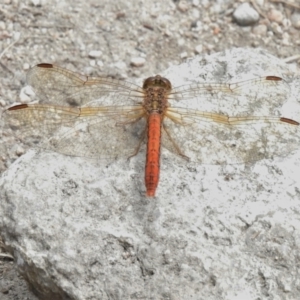 Diplacodes bipunctata at Namadgi National Park - 7 Feb 2022 12:00 PM