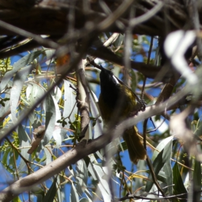 Nesoptilotis leucotis (White-eared Honeyeater) at Carwoola, NSW - 8 Feb 2022 by SteveBorkowskis