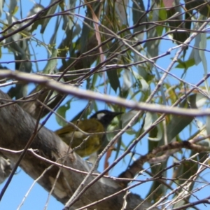 Nesoptilotis leucotis at Carwoola, NSW - 8 Feb 2022