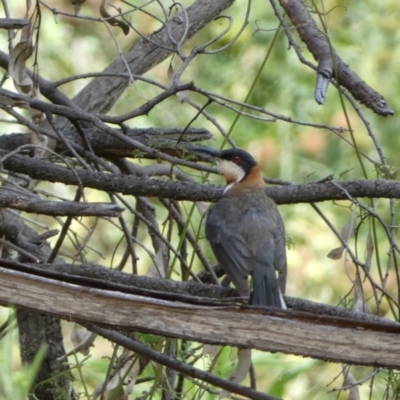 Acanthorhynchus tenuirostris (Eastern Spinebill) at Carwoola, NSW - 8 Feb 2022 by SteveBorkowskis