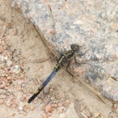 Orthetrum caledonicum (Blue Skimmer) at Tennent, ACT - 7 Feb 2022 by JohnBundock