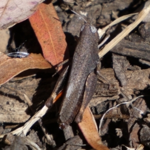 Cryptobothrus chrysophorus at Yarrow, NSW - 8 Feb 2022 11:58 AM