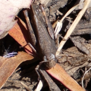 Cryptobothrus chrysophorus at Yarrow, NSW - 8 Feb 2022