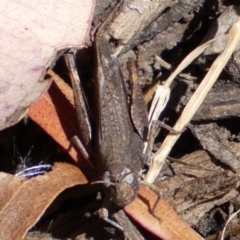 Cryptobothrus chrysophorus at Yarrow, NSW - 8 Feb 2022 11:58 AM