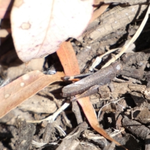 Cryptobothrus chrysophorus at Yarrow, NSW - 8 Feb 2022