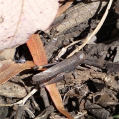 Cryptobothrus chrysophorus at Yarrow, NSW - 8 Feb 2022 11:58 AM