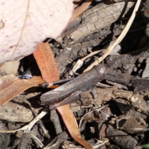 Cryptobothrus chrysophorus at Yarrow, NSW - 8 Feb 2022