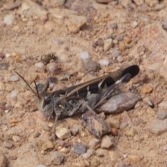 Oedaleus australis at Yarrow, NSW - 8 Feb 2022