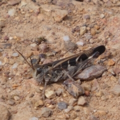 Oedaleus australis at Yarrow, NSW - 8 Feb 2022