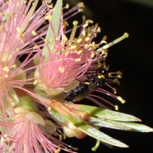 Hylaeus (Gnathoprosopis) euxanthus at Murrumbateman, NSW - 8 Feb 2022