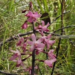 Dipodium roseum (Rosy Hyacinth Orchid) at Tennent, ACT - 7 Feb 2022 by JohnBundock