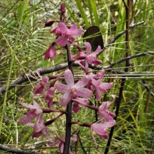 Dipodium roseum at Tennent, ACT - 7 Feb 2022