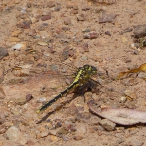 Austrogomphus guerini at QPRC LGA - 8 Feb 2022